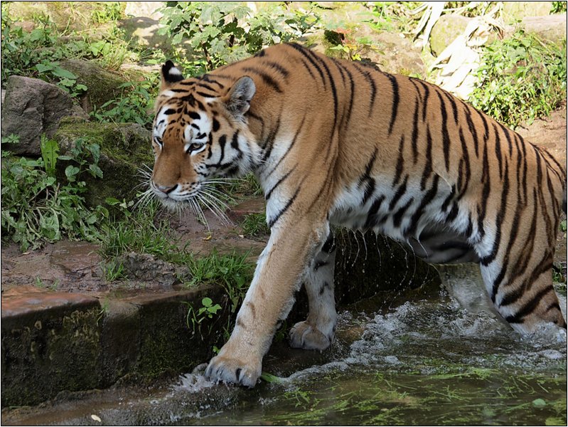 zoo-196.jpg
